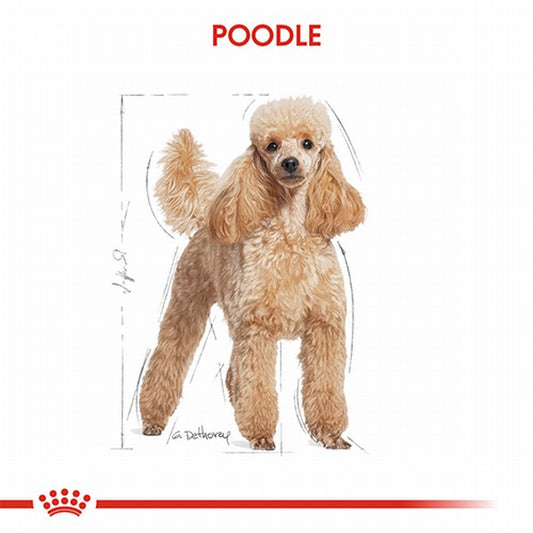 Royal Canin Poodle Pouch Adult Yetişkin Köpek Konservesi 6 Adet 85 Gr