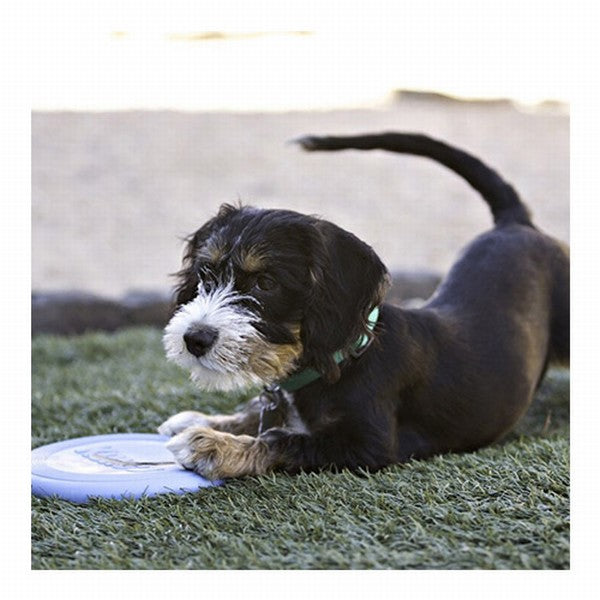 Kong Puppy Kauçuk Frizbi Yavru Köpek Oyuncağı