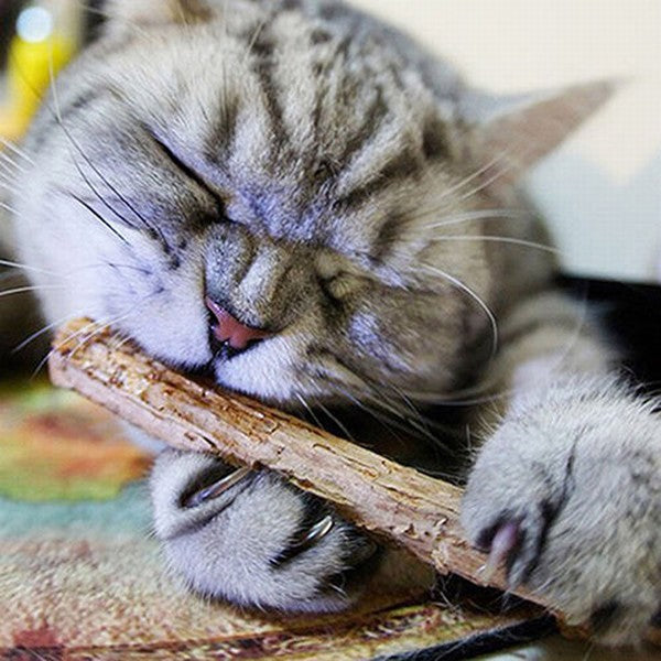 Trixie Matatabi Kedi Çiğneme Ödülü 10 Gr