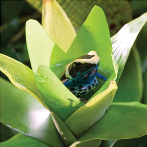 Exo Terra Büyük İpek Bromelia Plastik Teraryum Bitkisi