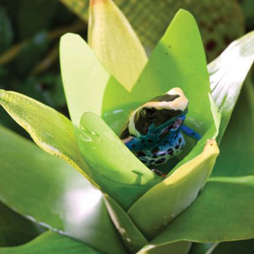 Exo Terra Küçük İpek Neoregelia Plastik Teraryum Bitkisi