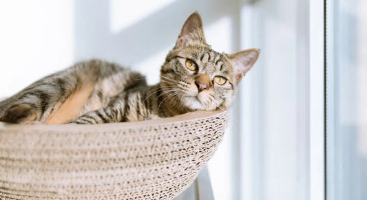 Kedi ve Köpek Setleri ile Evcil Dostlarınıza Eksiksiz Bakım