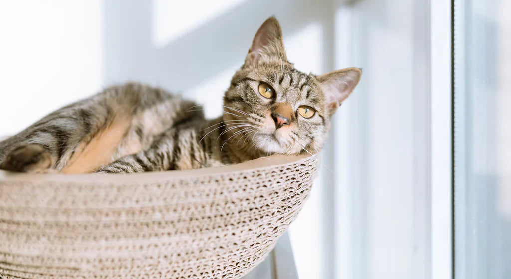 Kedi Mamaları Seçerken Nelere Dikkat Etmelisiniz?