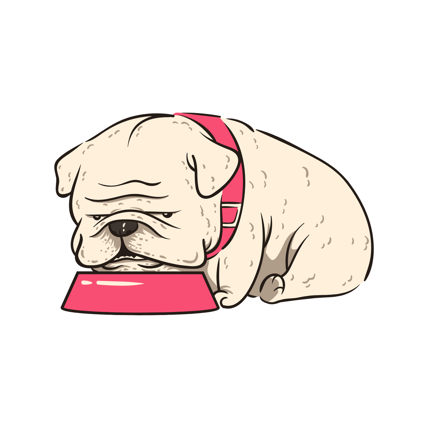 Yaşlı Köpek Abonelik Ürünleri