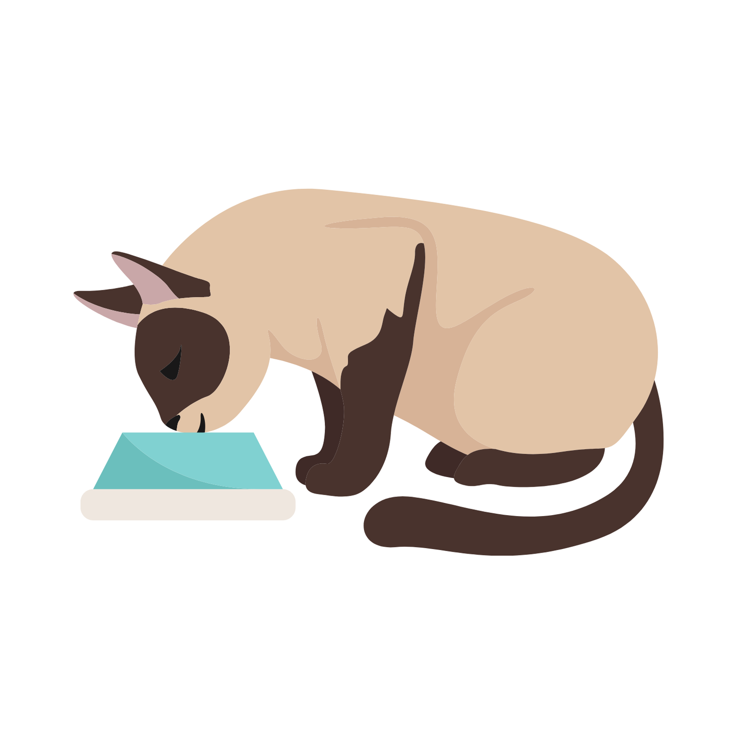 Yetişkin Kedi Abonelik Ürünleri