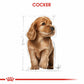 Royal Canin Cocker Spaniel Puppy Yavru Köpek Maması 3 Kg