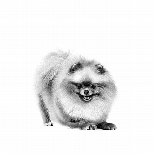 Royal Canin Pomeranian Adult Yetişkin Köpek Maması 1,5 Kg