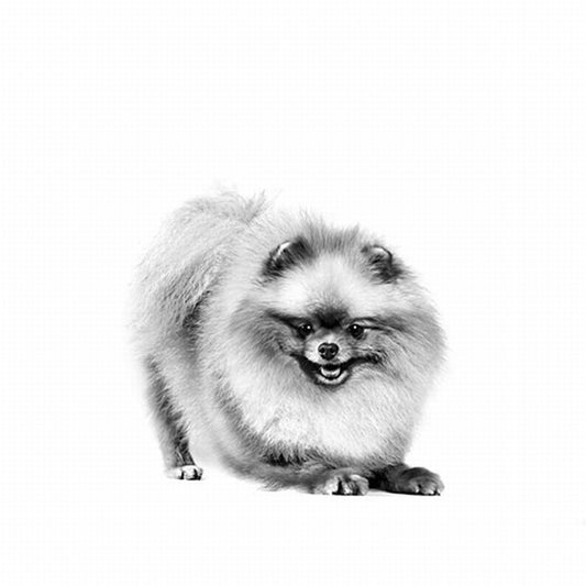 Royal Canin Pomeranian Adult Yetişkin Köpek Maması 3 Kg