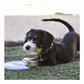 Kong Puppy Kauçuk Frizbi Yavru Köpek Oyuncağı