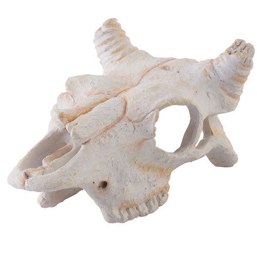 İguana Aksesuarları