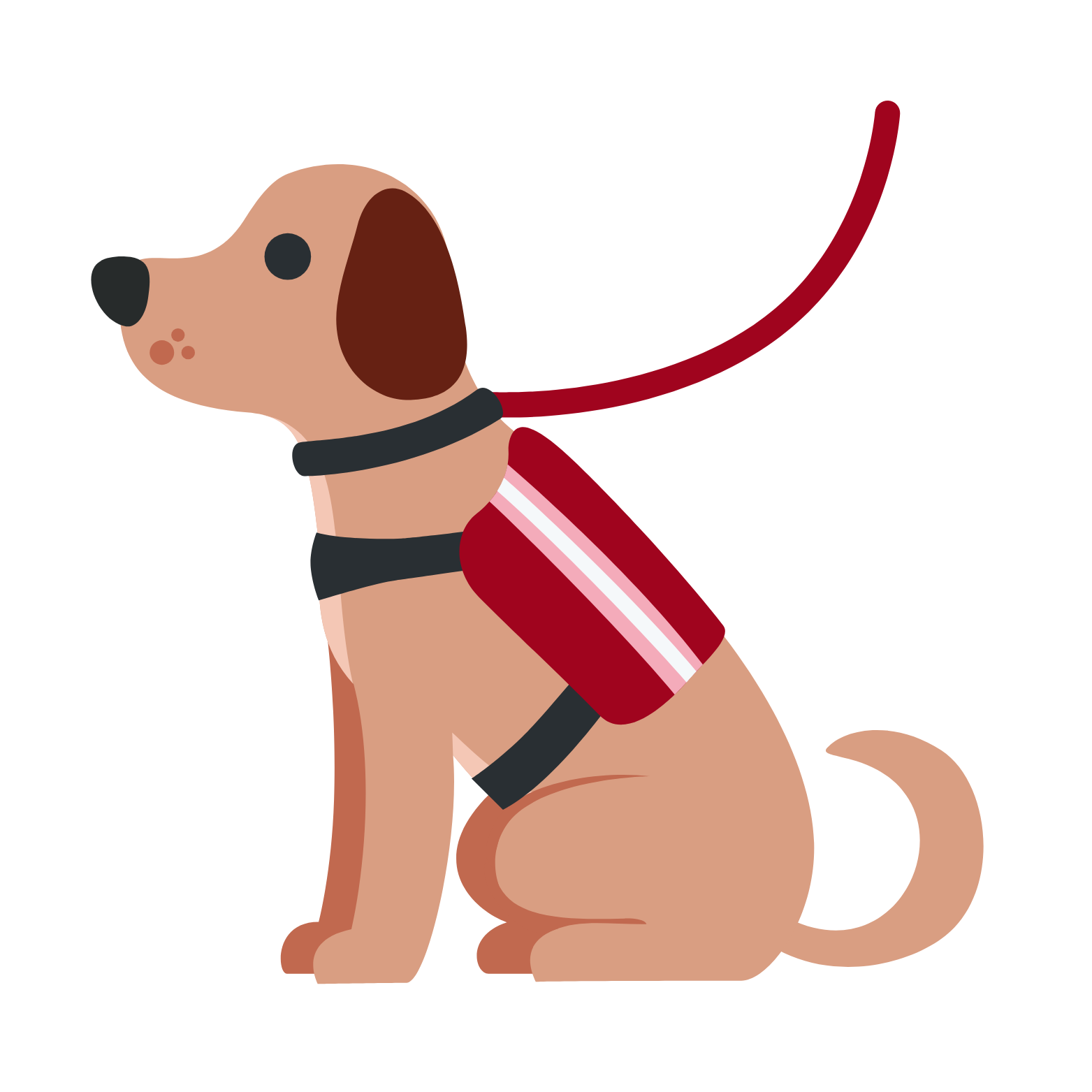 Köpek Tuvalet Eğitimi